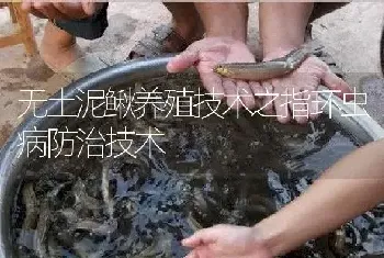 无土泥鳅养殖技术之指环虫病防治技术