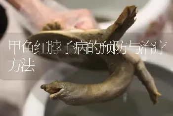 甲鱼红脖子病的预防与治疗方法