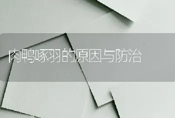 肉鸭啄羽的原因与防治