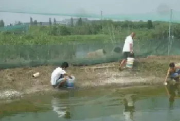 老渔农的养鱼经验：台湾泥鳅养殖连年亩效益万元以上(详细养殖技术)