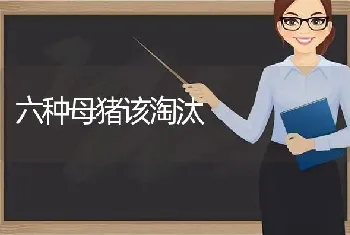 六种母猪该淘汰