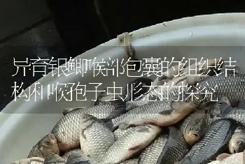 异育银鲫喉部包囊的组织结构和喉孢子虫形态的探究