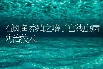 石斑鱼养殖之嗜子宫线虫病防治技术