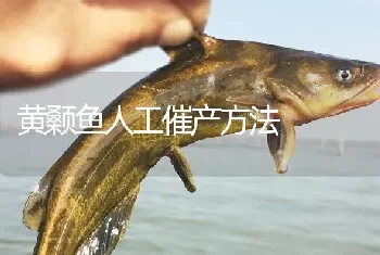 黄颡鱼人工催产方法