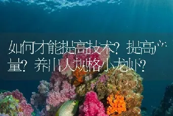 如何才能提高技术?提高产量?养出大规格小龙虾?