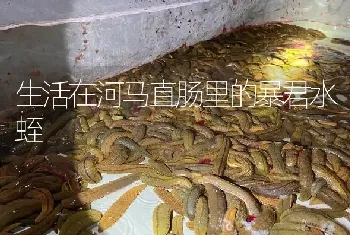 生活在河马直肠里的暴君水蛭