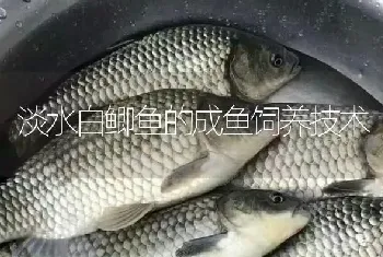 淡水白鲫鱼的成鱼饲养技术