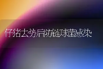 仔猪去势后防链球菌感染