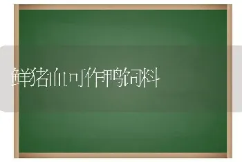 鲜猪血可作鸭饲料