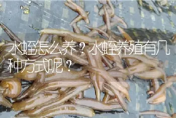 水蛭怎么养?水蛭养殖有几种方式呢?