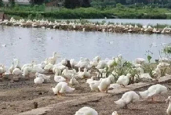 夏季养鸭如何做好防暑降温