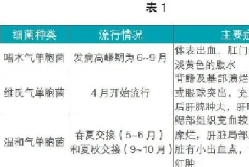 鳜鱼鲈鱼黑鱼等经济鱼类常见疾病概况