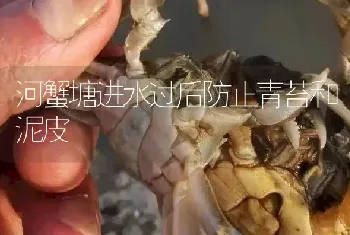 河蟹塘进水过后防止青苔和泥皮