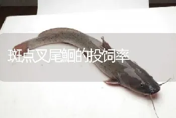 斑点叉尾鮰的投饲率