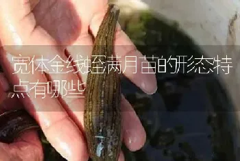 宽体金线蛭满月苗的形态特点有哪些