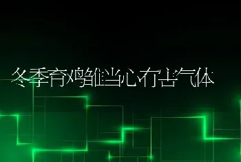 冬季育鸡雏当心有害气体