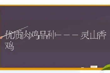 优质肉鸡品种---灵山香鸡