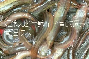 泥鳅无公害鳅苗培育的饲养管理技术