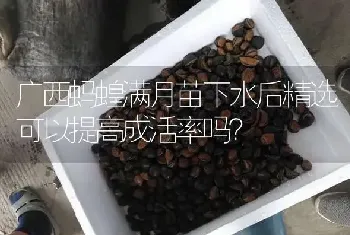 广西蚂蝗满月苗下水后精选可以提高成活率吗?