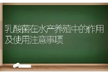 乳酸菌在水产养殖中的作用及使用注意事项