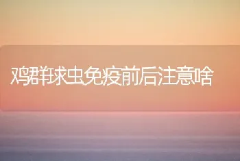 鸡群球虫免疫前后注意啥