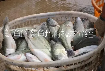 鲈鱼的亲鱼培育技术介绍