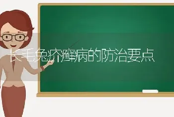 长毛兔疥癣病的防治要点