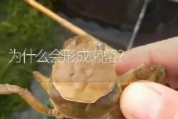 为什么有的螃蟹螯足或步足之间大小相差很大?