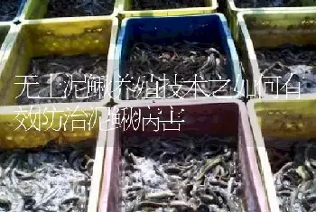 无土泥鳅养殖技术之如何有效防治泥鳅病害