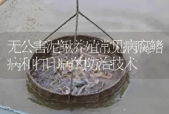 无公害泥鳅养殖常见病腐鳍病和打印病的防治技术