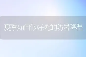 夏季如何做好鸡的防暑降温