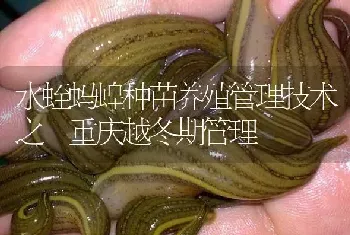 水蛭蚂蝗种苗养殖管理技术之 重庆越冬期管理