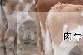 肉牛催肥绝招