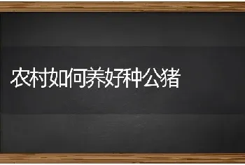 农村如何养好种公猪