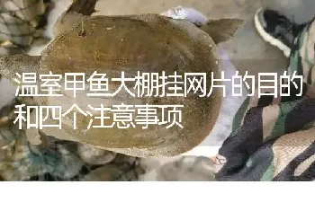 温室甲鱼大棚挂网片的目的和四个注意事项