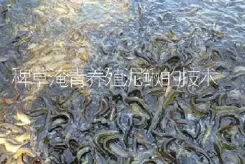 稗草淹青养殖泥鳅的技术