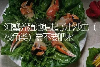 河蟹养殖池塘起了小沙虫(枝角类)要不要肥水