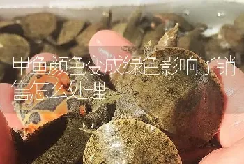 甲鱼颜色变成绿色影响了销售怎么处理