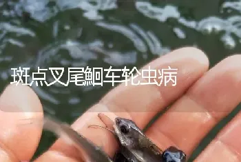 斑点叉尾鮰车轮虫病