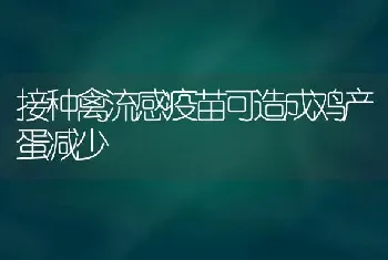 接种禽流感疫苗可造成鸡产蛋减少