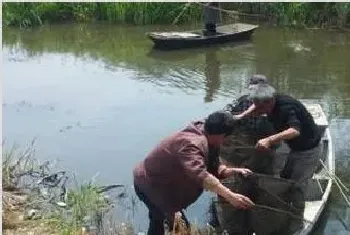 小龙虾怎么提高捕捞量及效率？地笼捕捞方法技巧要点