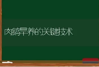 肉鹅旱养的关键技术