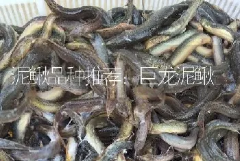 泥鳅品种推荐：巨龙泥鳅