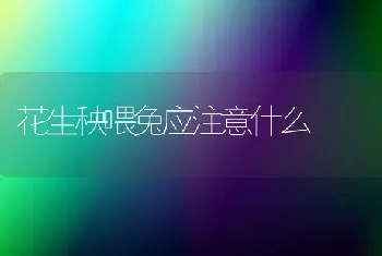 花生秧喂兔应注意什么