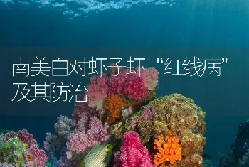 南美白对虾子虾“红线病”及其防治