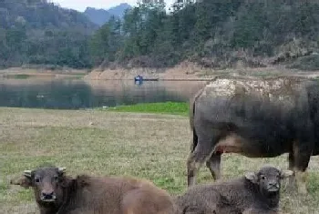 夏季畜禽中暑症状是什么？