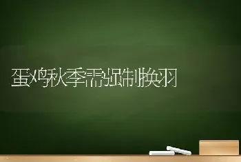 蛋鸡秋季需强制换羽