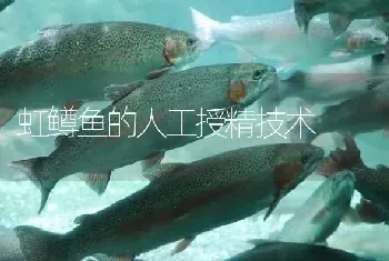 虹鳟鱼的人工授精技术