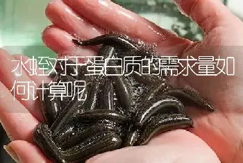 水蛭对于蛋白质的需求量如何计算呢