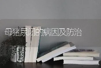 母猪尿闭的病因及防治